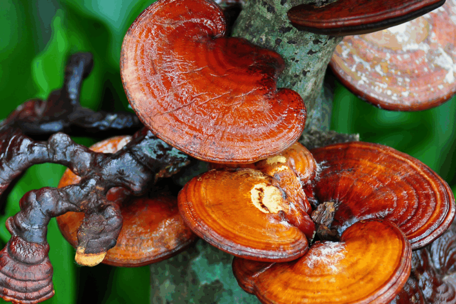 Hongos Reishi rojos en tronco de árbol, micoterapia para reforzar las defensas en otoño de manera natural