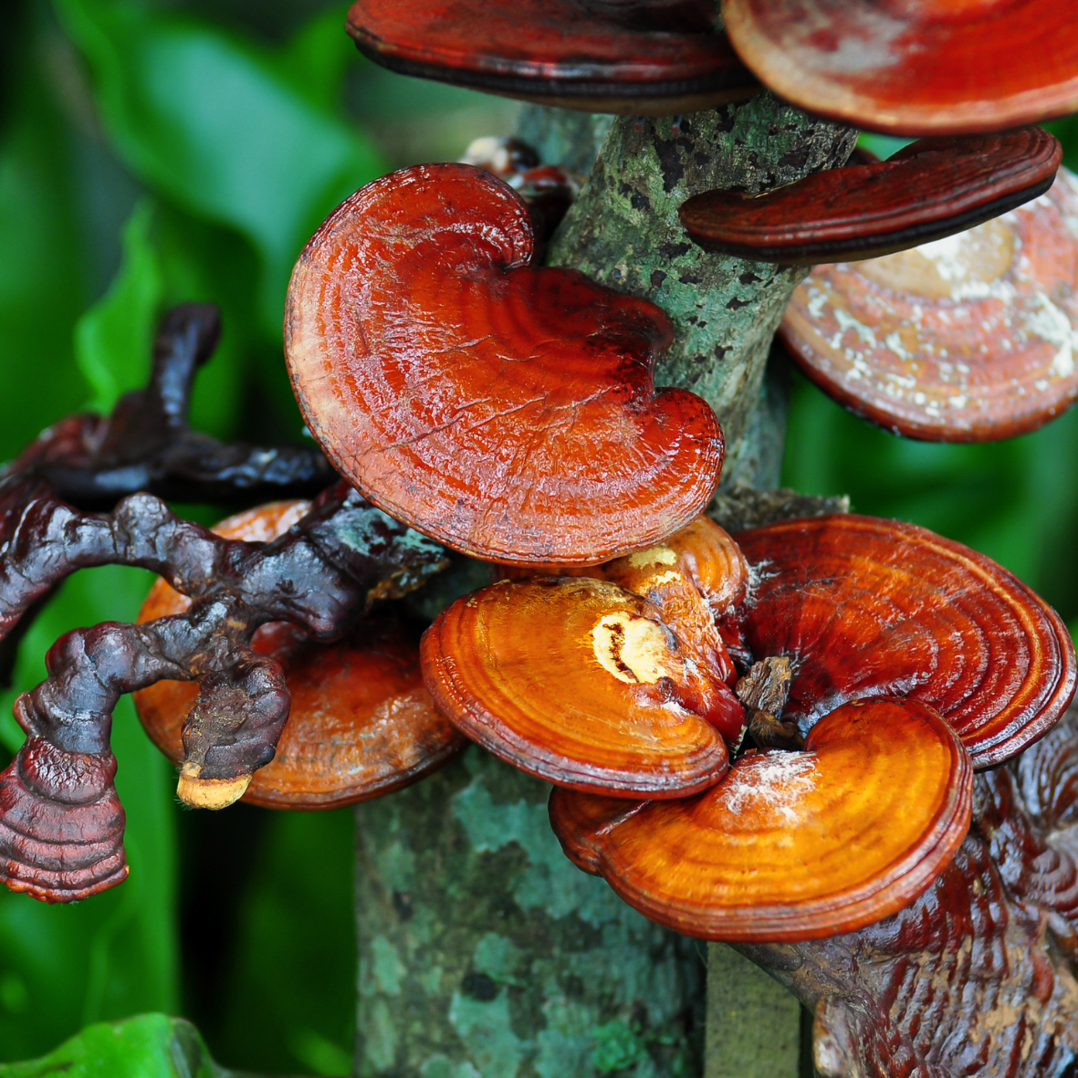 Hongos Reishi rojos en tronco de árbol, micoterapia para reforzar las defensas en otoño de manera natural