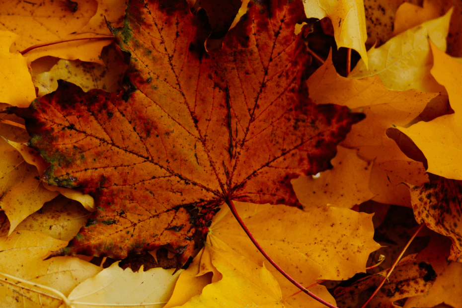 Hojas de otoño como símbolo natural del cambio estacional y refuerzo de defensas con micoterapia