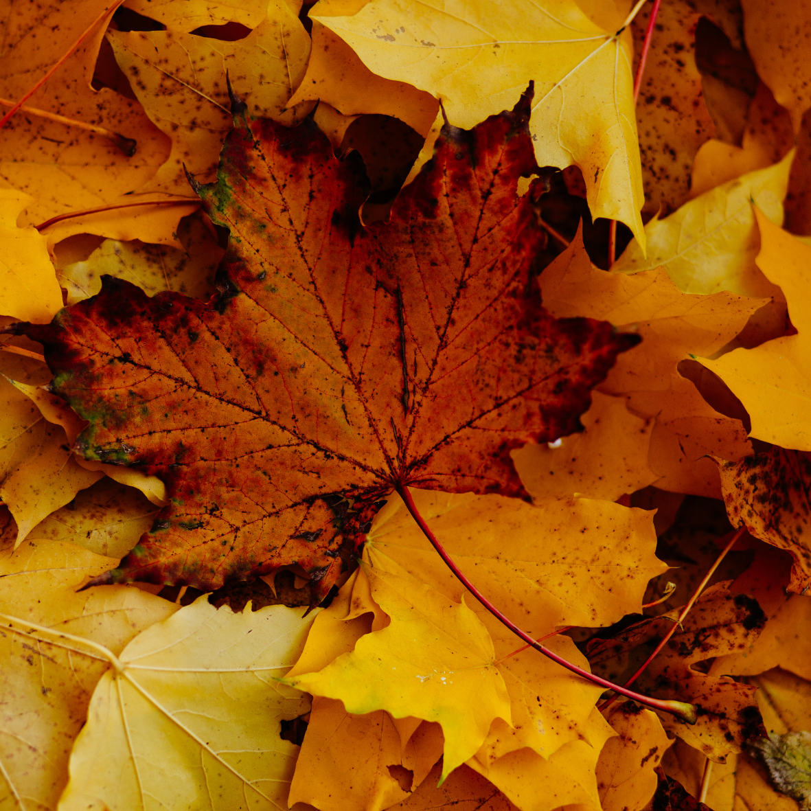 Hojas de otoño como símbolo natural del cambio estacional y refuerzo de defensas con micoterapia