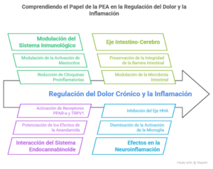 nfografía sobre el papel de la PEA contra el dolor crónico y la inflamación mostrando mecanismos inmunológicos, intestinales, endocannabinoides y neuroprotectores.