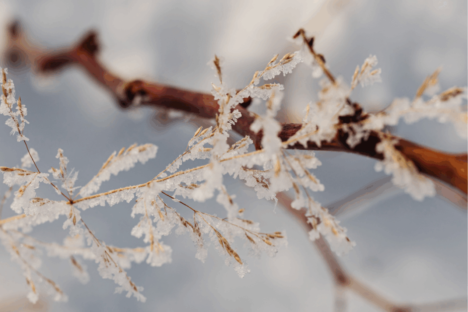 Rama cubierta de cristales de hielo en un día frío, ilustrando los efectos del frío en la salud y en el entorno.
