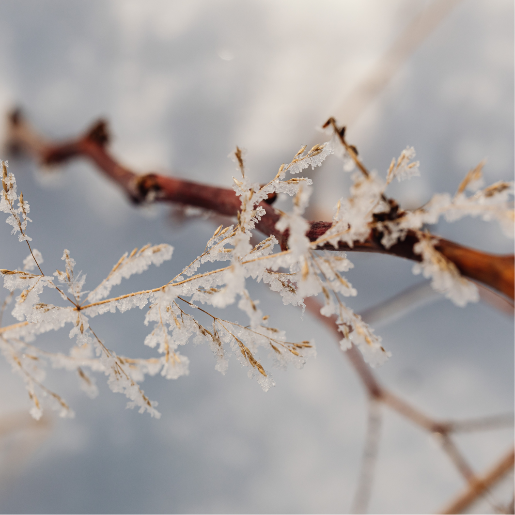 Rama cubierta de cristales de hielo en un día frío, ilustrando los efectos del frío en la salud y en el entorno.