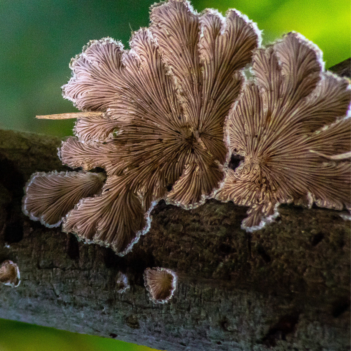 hongo medicinal micoterapia funcional medicina tradicional china